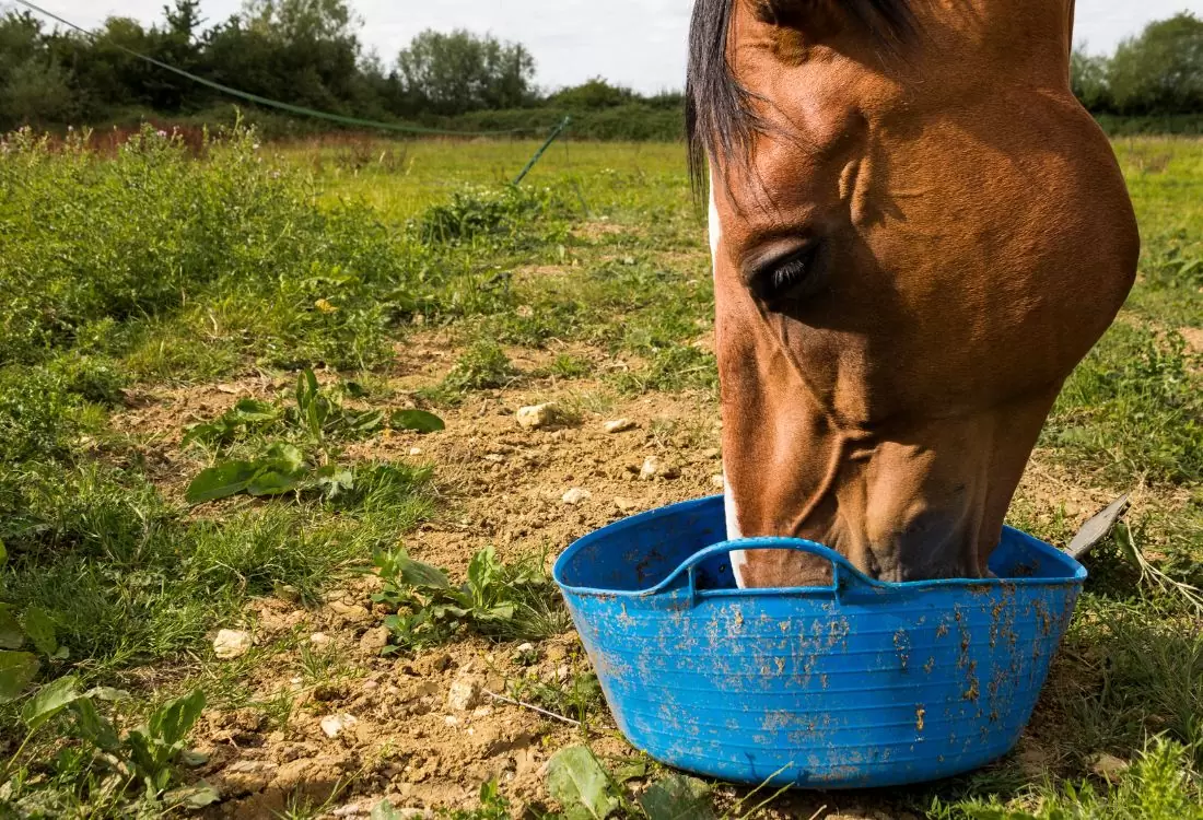 Dr. Weyrauch Nr.5 Frühlingserwachen – Bild 3