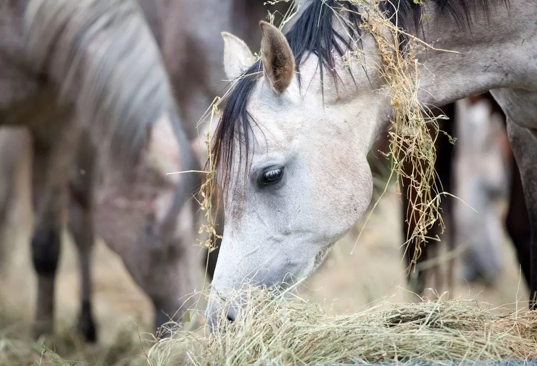Dr. Weyrauch Nr.5 Frühlingserwachen – Bild 2